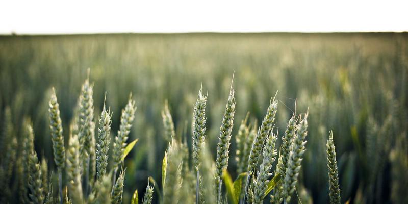 二次元中的历史镜像：《王者天下》与《冰海战纪》如何重构民族叙事