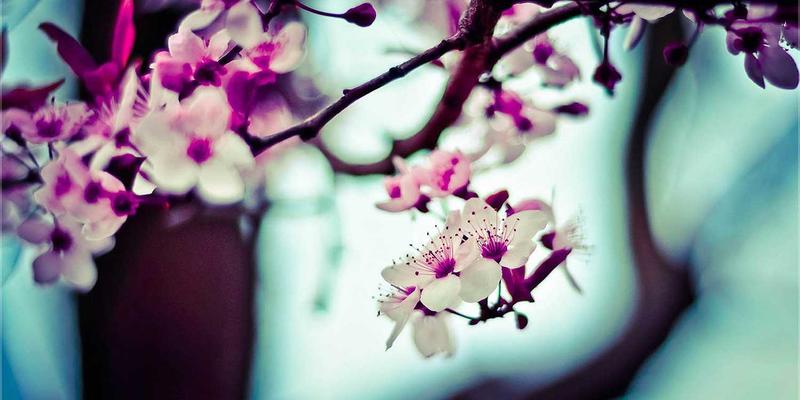 从《龙珠》到《咒术回战》：热血少年漫中友情、努力与胜利主题的演变 | 日向网动漫资讯社区深度解析