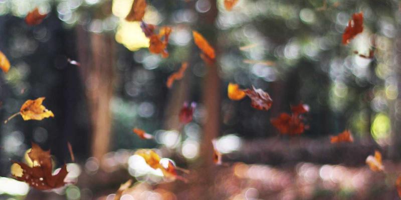 动漫73：日向网带你解锁二次元新世界的独家资讯与深度解读