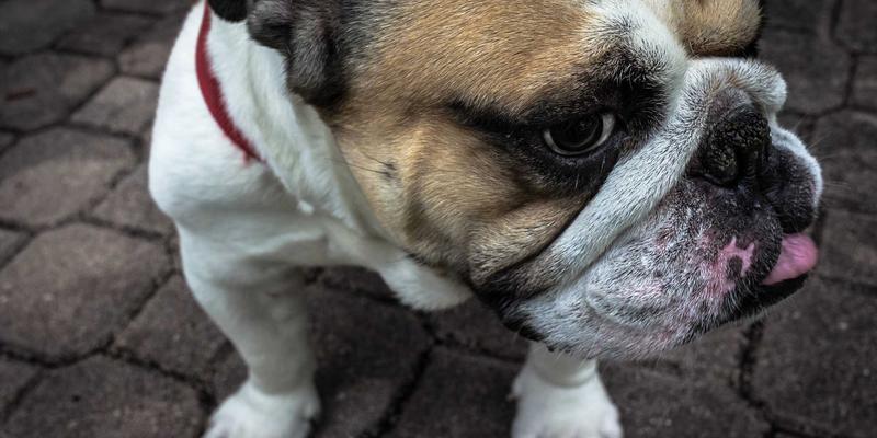 动漫圣地巡礼的经济效应与文化传播：从《你的名字。》到《孤独摇滚》的产业观察